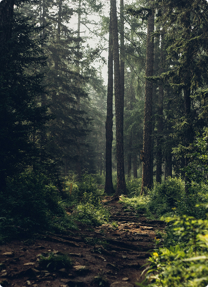 Environmental Impact